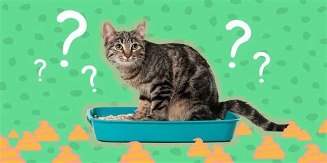 喫茶 チェリー メニュー：なぜ猫は珈琲を飲まないのか？